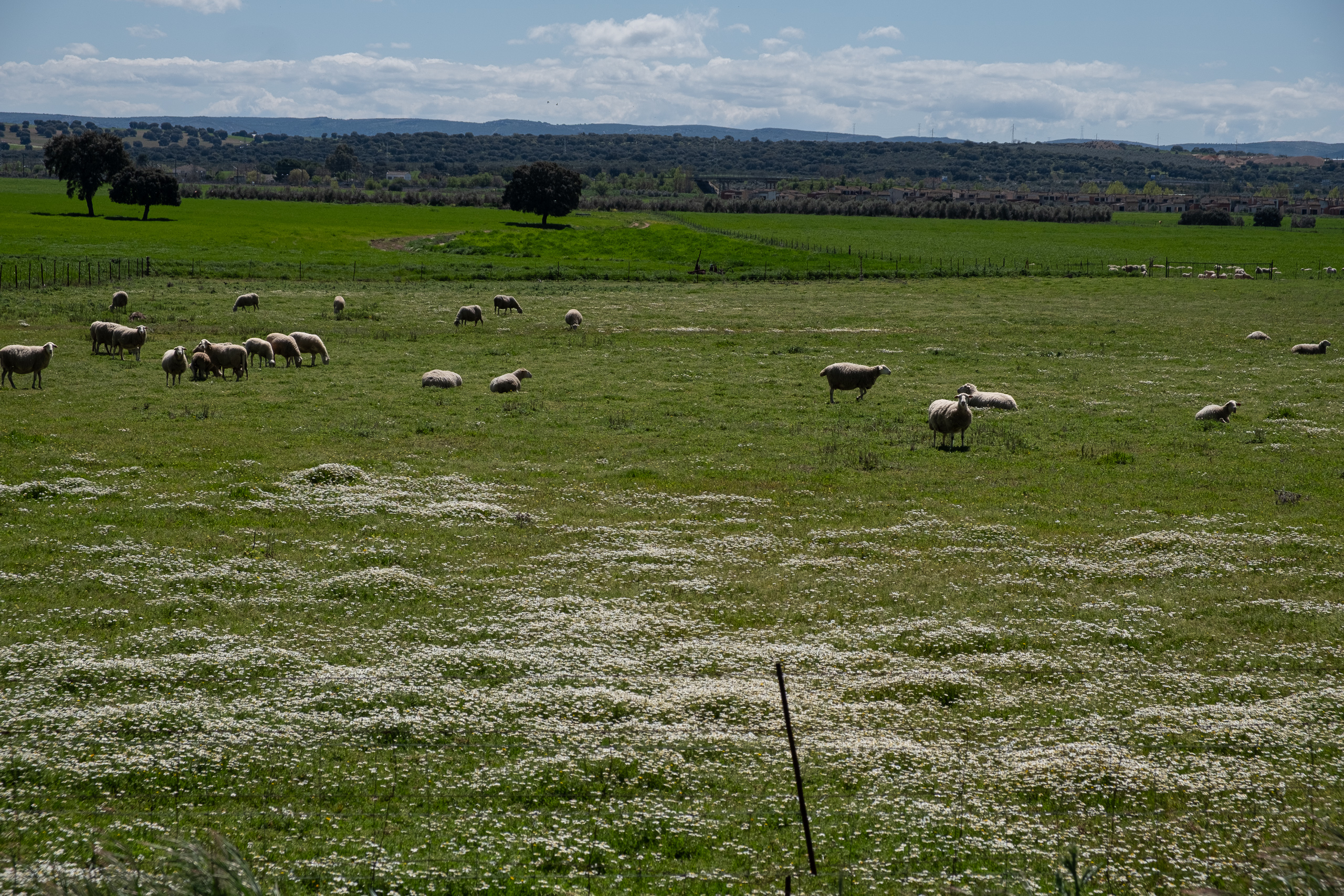Schafe auf einer weißen Blumenwiese